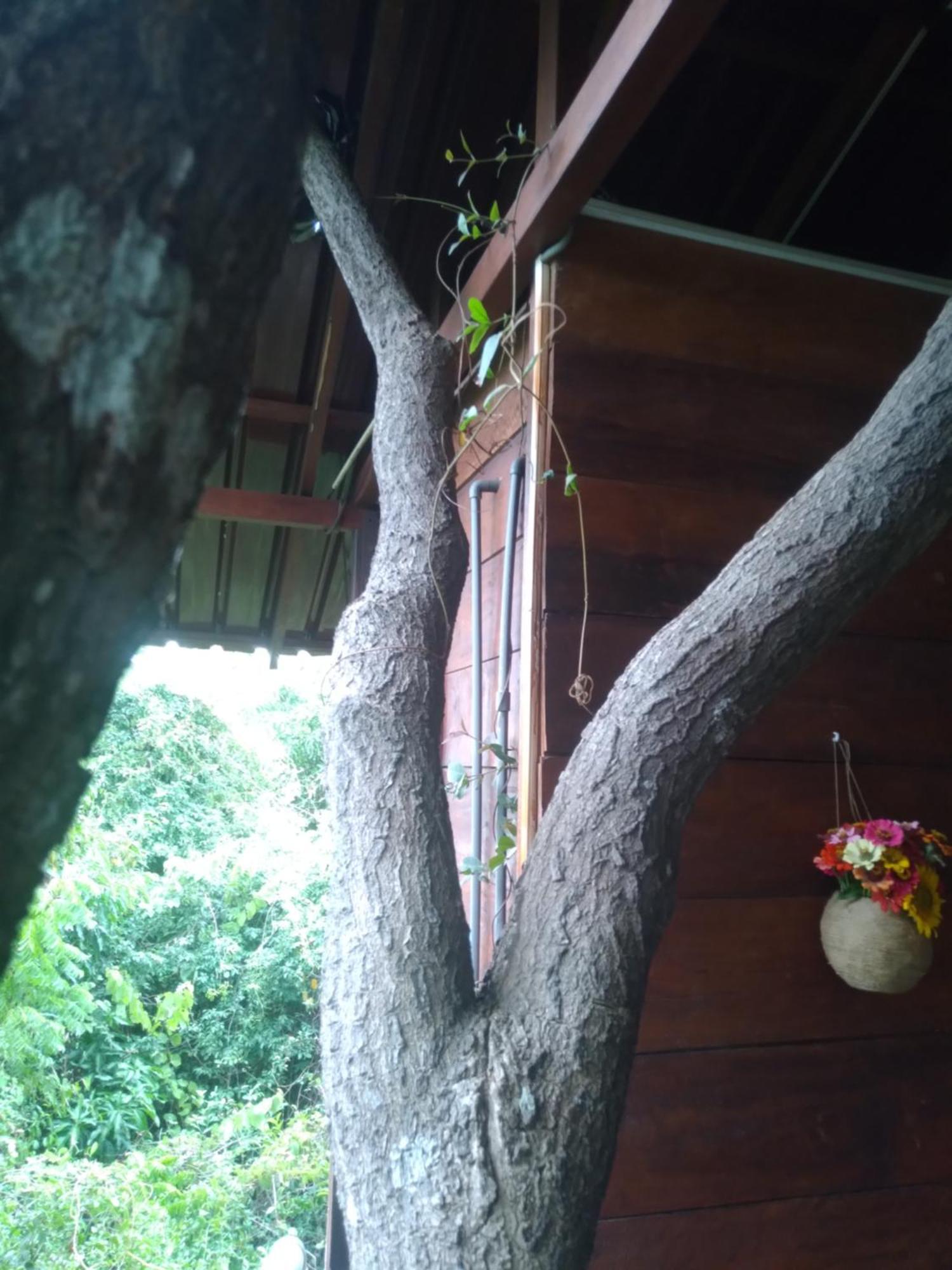 Вилла Dambulla Tree House Экстерьер фото